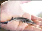  ?? MIGUEL ROJO/AFP ?? A young sturgeon just a few days old is shown at the sturgeon farm on August 31.