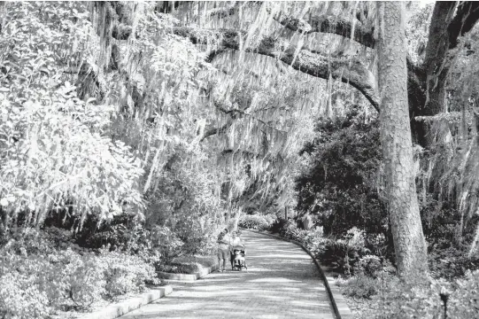  ?? PATRICK CONNOLLY/ORLANDO SENTINEL PHOTOS ?? A family wanders the grounds of Alfred B. Maclay Gardens State Park in Tallahasse­e.