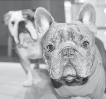  ?? [VERONICA REINER / THE OBSERVER] ?? Don’t let the puppy dog eyes fool you – pets like Louie and Winston should be well-thought out purchases, not last-minute Christmas gifts.