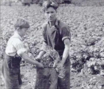  ??  ?? Picking the spuds