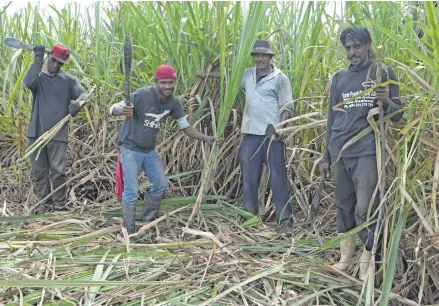  ?? Photo:Shratika Naidu ?? Harvesting gang cutting sugarcane at Batinikama in Labasa on June 29,2018.