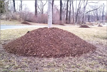  ?? ?? Piling a cone of mulch around the base of a tree, called volcano mulching, invites insects and diseases to attack. (Special to the Democrat-Gazette/Janet B. Carson)