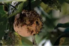  ?? (AFP/Getty) ?? ‘My love affair with wasps arose out of their fascinatin­g behaviour. The turbulent lives of such tiny beings drew me in and seduced me’