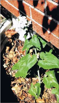  ?? SUBMITTED ?? Can anyone identify this visitor growing in a window well?