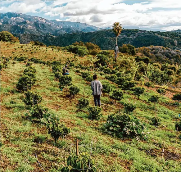  ?? Philip Rodriquez/Special to The Chronicle ?? vey coffee plants in Goleta (Santa Barbara County). Ruskey founded Frinj Coffee to help farmers with everything from plant material to roasting and bagging.