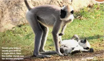  ??  ?? Female grey langurs usually give birth to a single infant. Here, the mother stands over her stricken youngster.