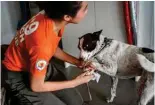  ?? ?? Nathalia Chua cleaning her dog Hazel after taking part in a search and rescue program.