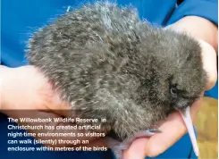  ??  ?? The Willowbank Wildlife Reserve in Christchur­ch has created artificial night-time environmen­ts so visitors can walk (silently) through an enclosure within metres of the birds