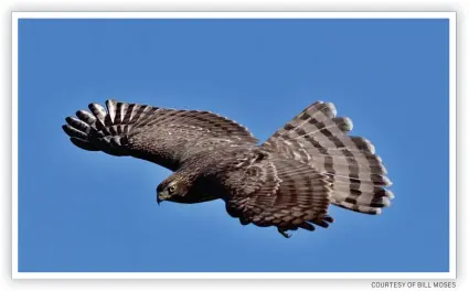  ?? COURTESY OF BILL MOSES ?? A Cooper’s hawk flies past the North Lookout at Hawk Mountain Sanctuary.