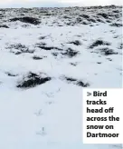  ?? Charlie Elder ?? > Bird tracks head off across the snow on Dartmoor