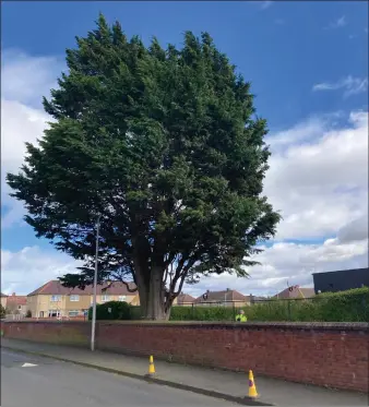  ?? Image: East Lothian Council ?? The tree on Port Seton’s North Seton Park, overlookin­g the bowling green, was damaged during high winds and has now been felled.