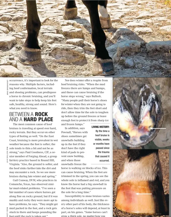WHY HOOF BRUISES HAP­PEN PressReader