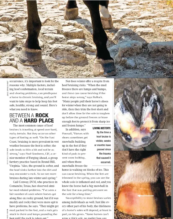 PressReader EQUUS 20150801 WHY HOOF BRUISES HAP­PEN