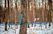  ?? AFP ?? Tubes are strung up across the forest with hoses to tap maple trees at the Belfontain­e Holstein farm in SaintMarc-sur-Richelieu, Quebec, Canada.