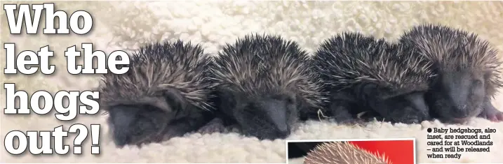  ?? Baby hedgehogs, also inset, are rescued and cared for at Woodlands – and will be released when ready ??