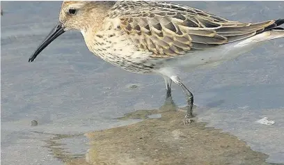  ??  ?? ●● The numbers of dunlin, a wading bird, have increased at Saddlewort­h