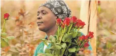  ?? FOTO: DPA/HARTMUT FIEBIG ?? Diese Rosenpflüc­kerin arbeitet auf einer von Fairtrade zertifizie­rten Blumenfarm in Kenia.