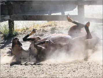  ??  ?? A horse at Bear Creek Stables in Los Gatos finds a way to scratch his back on a hot afternoon.