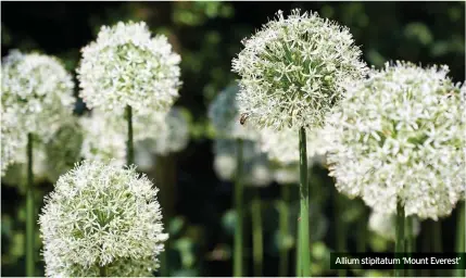  ??  ?? Allium stipitatum ‘Mount Everest’