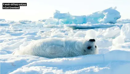  ?? ?? A week-old harp seal pup in East Greenland ★★★★