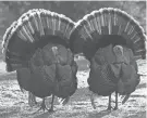  ?? MIKE DE SISTI / MILWAUKEE JOURNAL SENTINEL ?? On Monday, the DNR will make 101,924 leftover spring turkey tags available for sale.