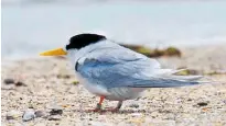  ?? Photo / Supplied ?? Independen­t commission­ers said the wharf rebuild had the potential to impact the habitat of the fairy terns in Mangawhai.