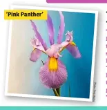  ??  ?? ‘Pink Panther’ Ph ot o: D ire ct B ul bs