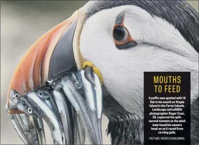  ??  ?? A puffin was spotted with 14 fish in his mouth on Staple Island in the Farne Islands. Landscape and wildlife photograph­er Roger Coan, 58, captured the splitsecon­d moment as the adult male faced his camera head-on as it raced from circling gulls.