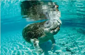  ?? ?? A manatee, pictured at Crystal River, Florida. Photograph: Ullstein Bild/Getty Images