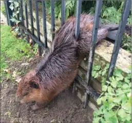  ?? CITY OF HAMILTON ?? The beaver was rescued with the help of an animal services officer and some soap.