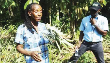  ??  ?? Denise Reid is growing pineapples after her banana crop failed