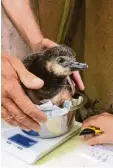  ?? Foto: Zoo Augsburg ?? Mehrmals pro Woche wurden die Pin guinküken gewogen.