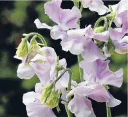  ??  ?? Sweet pea flowers freshen things up inside, and are an essential element of the cottage garden.