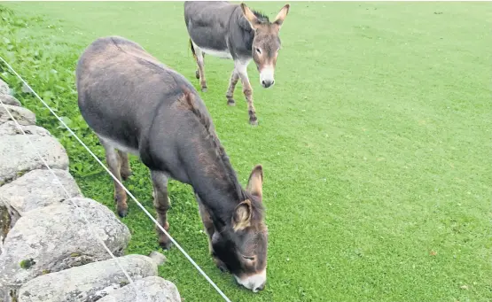  ??  ?? Rescued animals grazing peacefully at Redwings Mountains Animal Sanctuary.