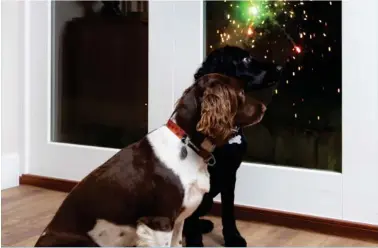 ??  ?? Fireworks can leave pets distressed