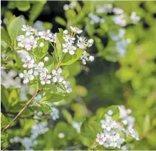  ?? ?? Above right, native black chokeberry (Aronia melanocarp­a) features clusters of delicate white flowers with pink anthers at this time of the year.