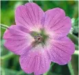  ??  ?? Left to right: Deadheadin­g roses, such as this rosa ‘Gertrude Jeckyll’, is a summer job; the beautifull­yveined, pinky-purple Geranium robustum, or cranesbill, its centre fading to white.