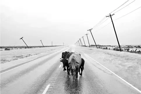  ??  ?? Cattle walk on a street where water is washing up from flooded ditches after Hurricane Harvey hit near Fulton, about 35 miles north-east of Corpus Christi, Texas, on Aug 26. — WPBloomber­g photo