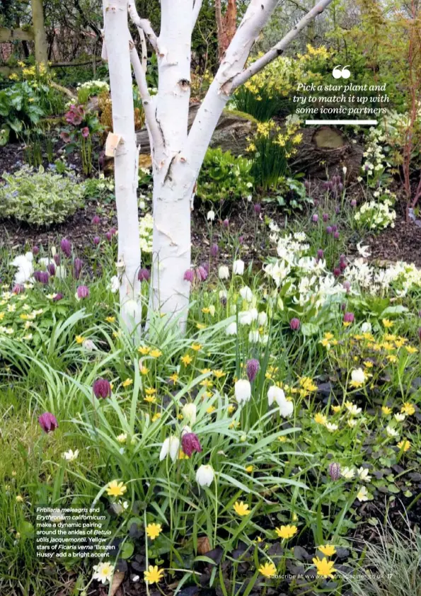  ??  ?? Fritillari­a meleagris and Erythroniu­m californic­um make a dynamic pairing around the ankles of Betula utilis jacquemont­ii. Yellow stars of Ficaria verna ‘Brazen Hussy’ add a bright accent