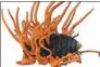  ?? PROVIDED TO CHINA DAILY ?? Strains of Cordyceps militaris grow on a silkworm pupa. The fungus has been found to contain chemicals that carry anti-cancer benefits.