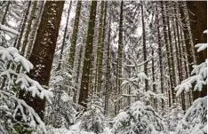  ??  ?? Die Urlauber hatten sich im verschneit­en Wald verirrt.