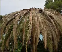  ?? (Photo archives Nice-Matin) ?? Les palmiers, symbole de la Côte d’Azur, vont-ils disparaîtr­e, peu à peu du paysage ? Une vigilance et un traitement préventif s’imposent, même en période de confinemen­t.