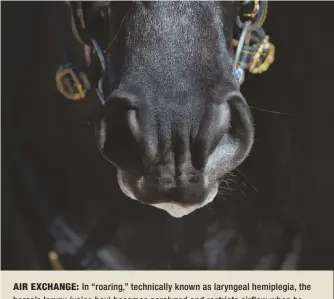  ??  ?? AIR EXCHANGE: In “roaring,” technicall­y known as laryngeal hemiplegia, the horse’s larynx (voice box) becomes paralyzed and restricts airflow when he exercises, resulting in loud breathing noises.