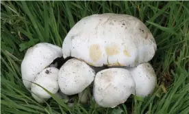  ??  ?? Poisonous yellow-stainers: ‘They look exactly the same as a button mushroom.’ Photograph: Alamy