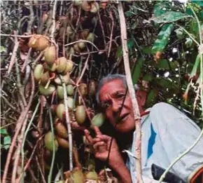  ??  ?? Mohd Ali Mohamad showing pitcher plants hanging on a tree.