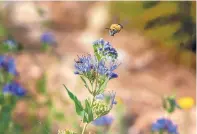  ?? EDDIE MOORE/JOURNAL ?? A bee feeds on a flower at the entrance to El Camino Real Park, part of Santa Fe County Open Space.