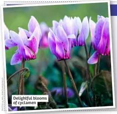  ?? ?? Delightful blooms of cyclamen