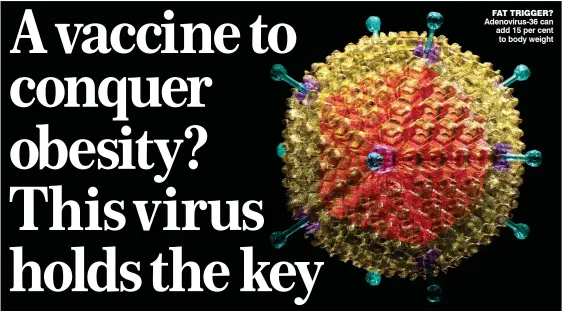  ??  ?? FAT TRIGGER? adenovirus-36 can add 15 per cent to body weight