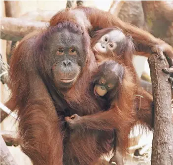  ??  ?? Der kleine „Hujan“(Mitte hinten) schmiegt sich im Krefelder Zoo an seine Großmutter „Lea“und deren erst 16 Monate alte Tochter „Suria“. „Hujan“soll sich wieder an seine Artgenosse­n gewöhnen.