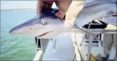  ?? Steve Earley / KRT ?? A Dutchess County man admitted to keeping seven sandbar sharks, like this young one above, in a pool.